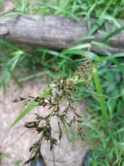 Scleria terrestris