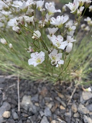 Eremogone capillaris