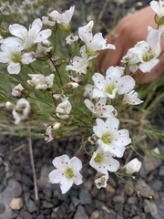 Eremogone capillaris