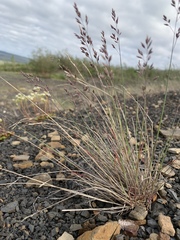Poa glauca