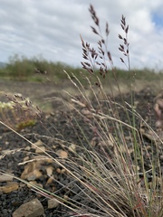 Poa glauca