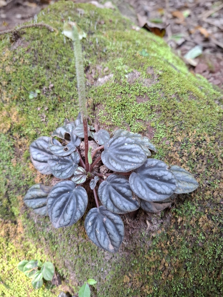 Peperomia caperata, Florida, BO-SC, BO