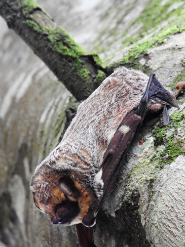 Southern Hoary Bat