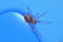 Cheiracanthium pennatum