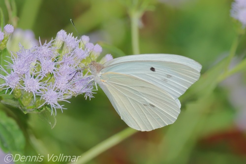 Giant White photo 3