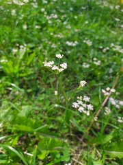 Carum carvi