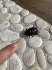 Oryctes nasicornis corniculatus