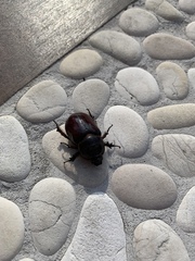 Oryctes nasicornis corniculatus