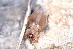 Cheiracanthium pennatum