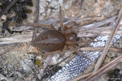 Cheiracanthium pennatum