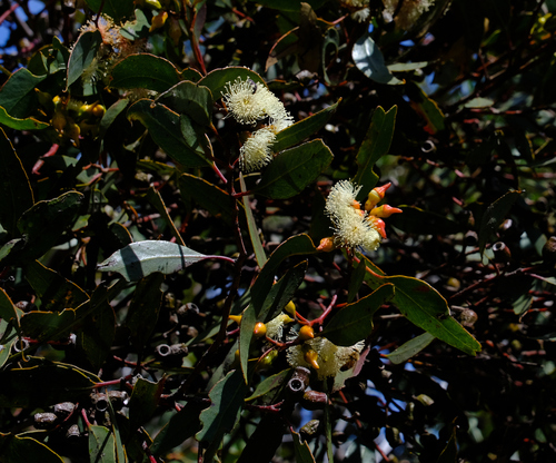 Image of Eucalyptus incrassata by (c) Peter Crowcroft, some rights reserved (CC BY)
