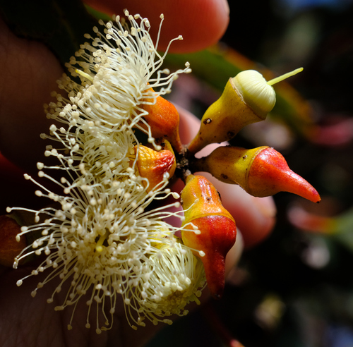 Image of Ridge-Fruited Mallee (Eucalyptus incrassata) by (c) Peter Crowcroft, some rights reserved (CC BY)