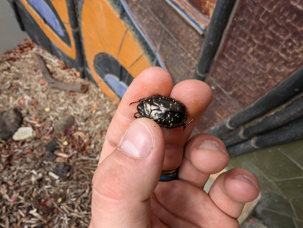 Oriental Flower Beetle