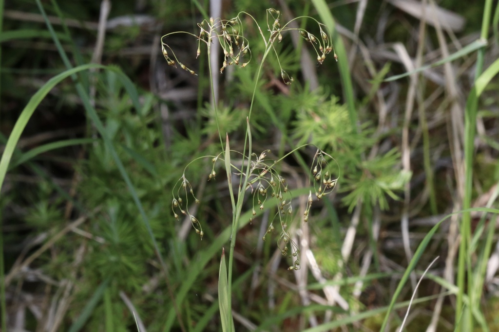 Small-flower Woodrush from Highway 106, Division #18, Unorganized, SK ...