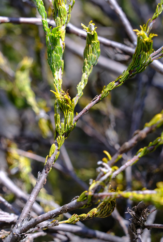 Image of Adenanthos terminalis by (c) Peter Crowcroft, some rights reserved (CC BY)