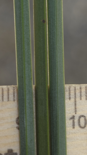 Image of Xanthorrhoea resinosa by (c) Petra Holland, some rights reserved (CC BY)