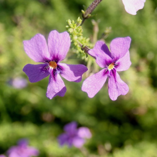 Image of Jamesbrittenia microphylla by no rights reserved