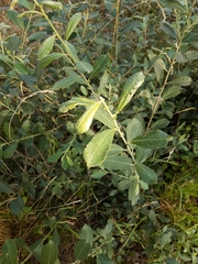 Salix × multinervis