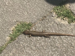 Plestiodon chinensis