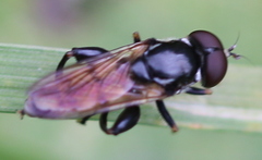 Tropidia scita