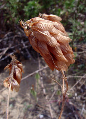 Trifolium philistaeum
