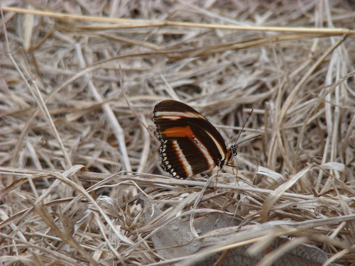 Banded Orange Heliconian photo 4
