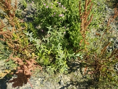 Mentha longifolia asiatica