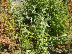 Mentha longifolia asiatica