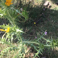 Ephippiger discoidalis