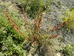 Rumex stenophyllus