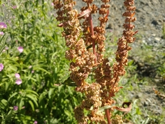 Rumex stenophyllus