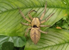 Thelcticopis
