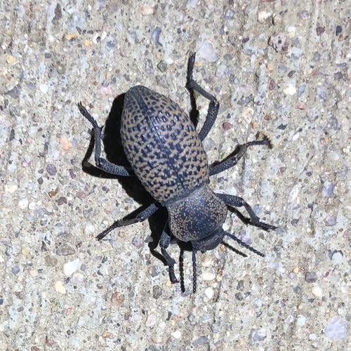 Black Death-feigning Beetle