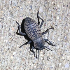 Cryptoglossa variolosa