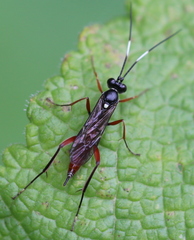 Exetastes adpressorius