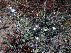 Convolvulus lanatus