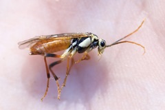 Aglaostigma semiluteum