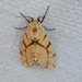 Afraloa bifurca - Photo (c) Rubes, some rights reserved (CC BY-NC), uploaded by Rubes