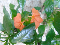 Crossandra infundibuliformis