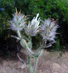 Trifolium palaestinum