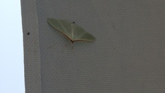 Stemorrhages sericea