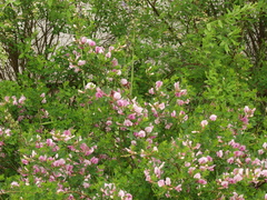 Chamaecytisus purpureus