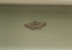 Gymnoscelis rufifasciata