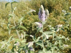 Mentha longifolia asiatica