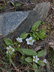 Hesperochiron pumilus