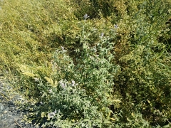 Mentha longifolia asiatica