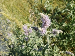Mentha longifolia asiatica