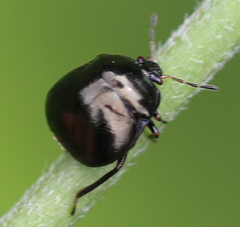 Coptosoma scutellatum