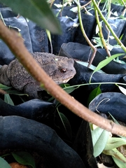 Bufo verrucosissimus