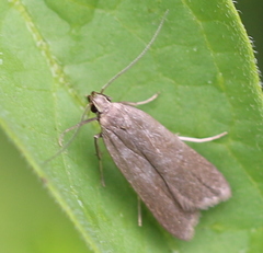 Acompsia cinerella